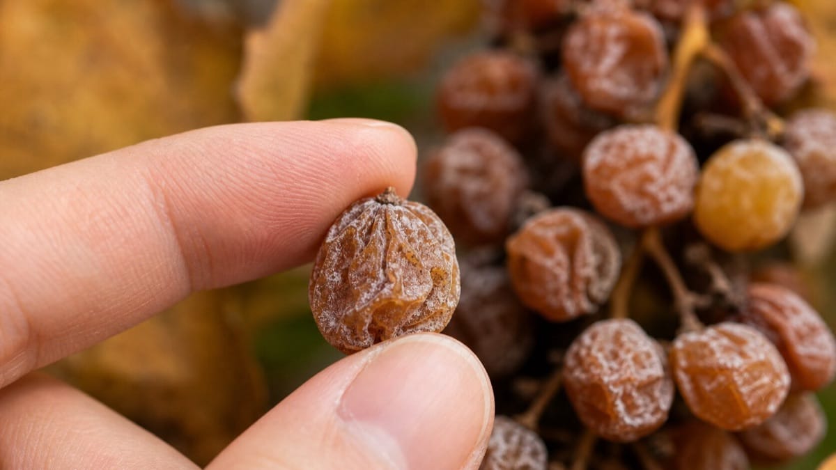 貴腐菌によって縮み黄金色に変色した貴腐ブドウの粒を手にのせた様子