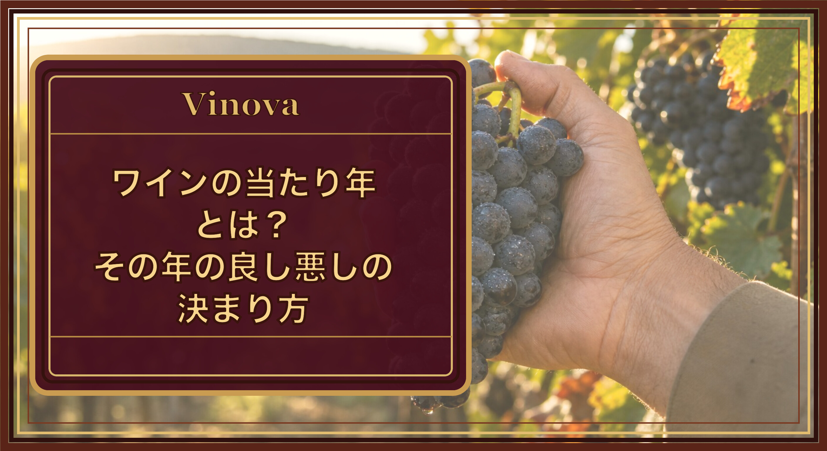 ワインの「当たり年」とは?その年の良し悪しの決まり方という記事タイトルと、収穫期に理想的に熟したワイン用ぶどうの房を手に持つ様子を背景にしたサムネイル